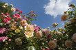 rose, concerto, france