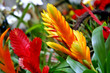 exotic flower