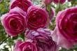 rose, france