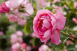 rose, sylvie vartan, france