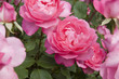 rose, sylvie vartan, france