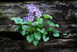 blue violets growing on a wall blue violets growing on a wall