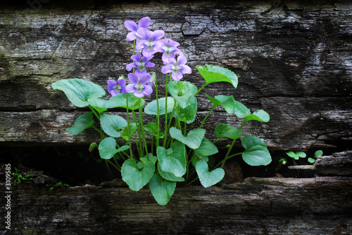Photo: blue violets growing on a wall blue violets growing on a wall