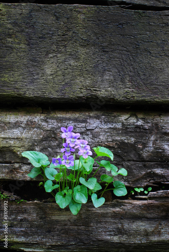 Photo: violets on a wall with copy space violets on a wall with copy space