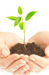 human hands and young plant