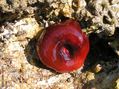 Photo: actinia equina actinia equina