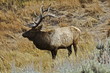 bull elk