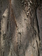 honey locust bark detail