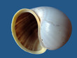 sea cockleshell sea cockleshell
