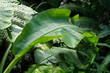 Foto: tropical leaf big tropical leaf big