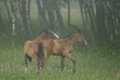 horse