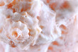 seashell surface seashell surface