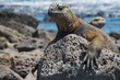 marine iguana