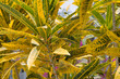 rhododendron foliage background