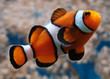 clownfish
