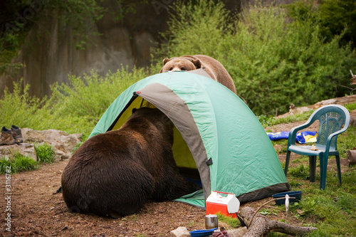Bear In Tent