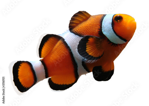 Photo: clownfish (isolated) clownfish (isolated)