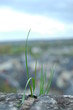 herbe folle