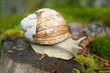 escagot bourgogne