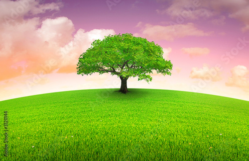 Photo: arbre sur prairie arbre sur prairie