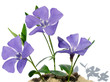 periwinkle plants