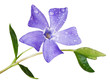 periwinkle