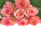 bunch of roses.