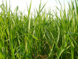 gras
