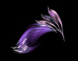 violet feathers violet feathers