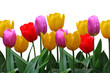tulips