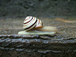 snail