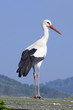 oiseaux 149