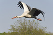 oiseaux 168