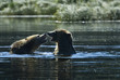 two grizzlies in the water