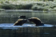 Photo: chasing grizzlies chasing grizzlies