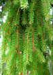 spring branch of a fur-tree