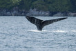 Photo: humpback whale tail humpback whale tail