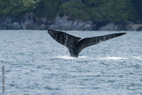 humpback whale tail humpback whale tail