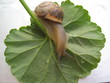 ''snail 2''