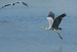 heron