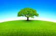 arbre sur prairie arrondie et ciel bleu