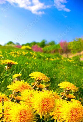 dandelion meadow