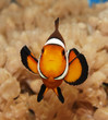 clownfish