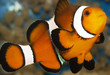 clownfish