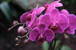 phalaenopsis