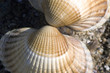 galets et coquillages-10