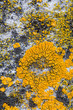 lichen