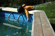 Photo: danger piscine danger piscine