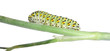 chenille chenille