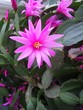 fleur de cactus